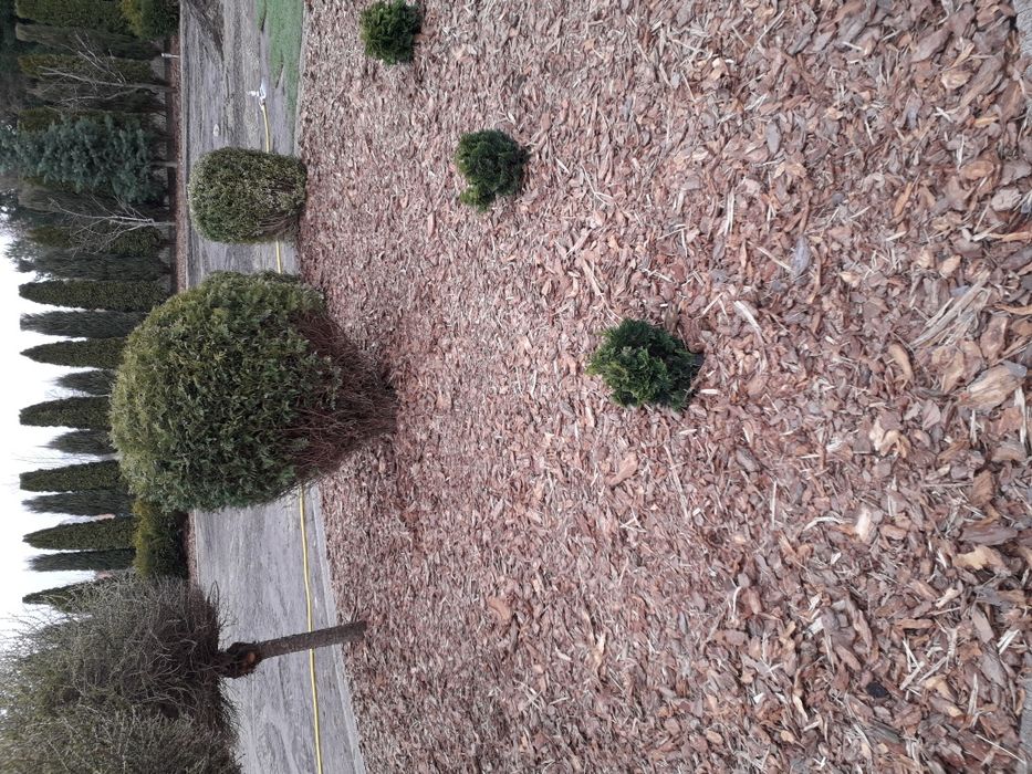 Kora Sosnowa ozdobna