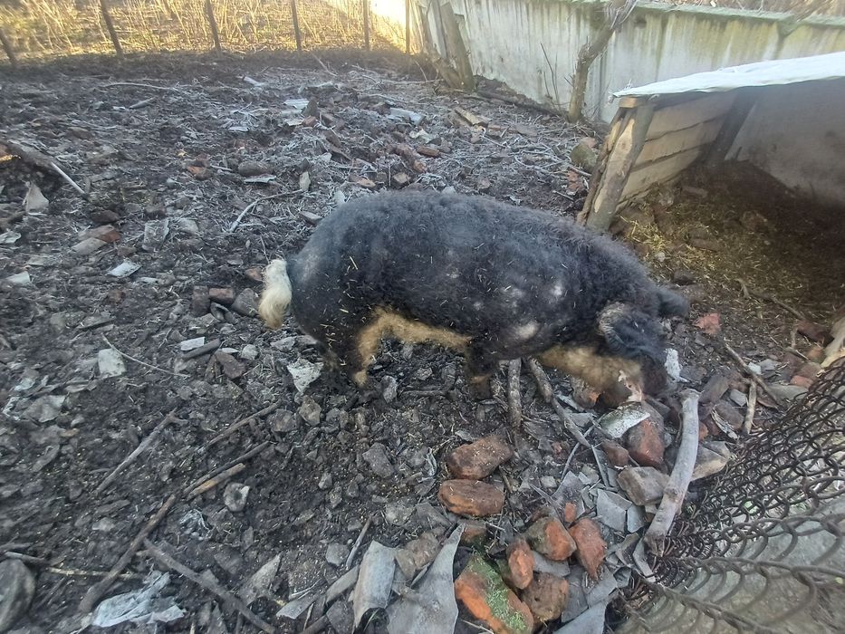 Кнур венгерська пухова мангалиця