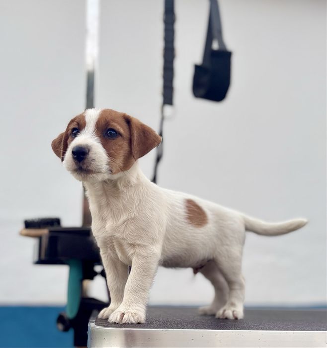 Cachorrinho Jack Russell Terrier c/ Afixo e LOP