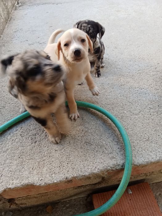 Animais para doação