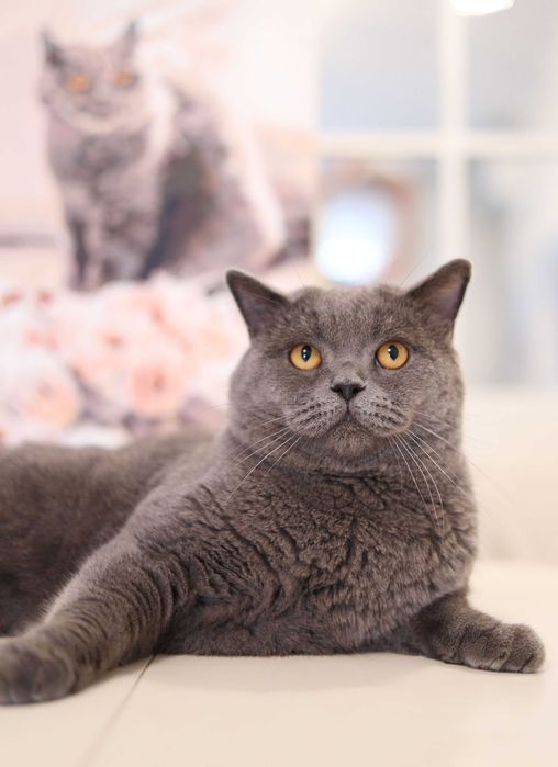 Одесса Вязка клубный шотландский прямоухий кот не британский