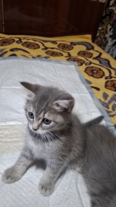 Продаються кошенята