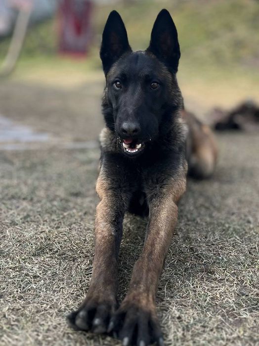 Малінуа КСУ в'язка  Бельгійська вівчарка кобель в'язка