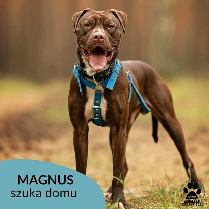 Magnus w typie pitbulla szuka domu!