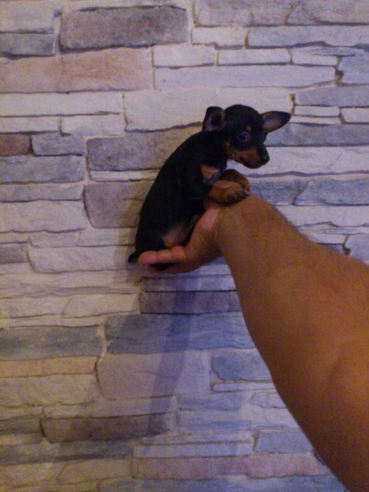 Pinscher miniatura macho
