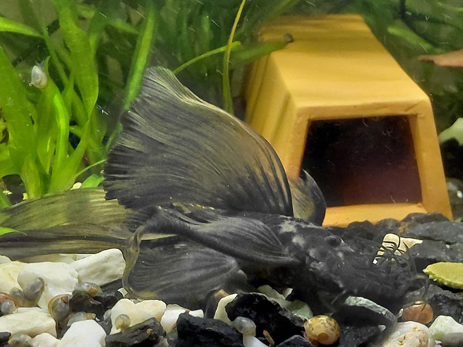 Dragon green zbrojnik male 3-5cm