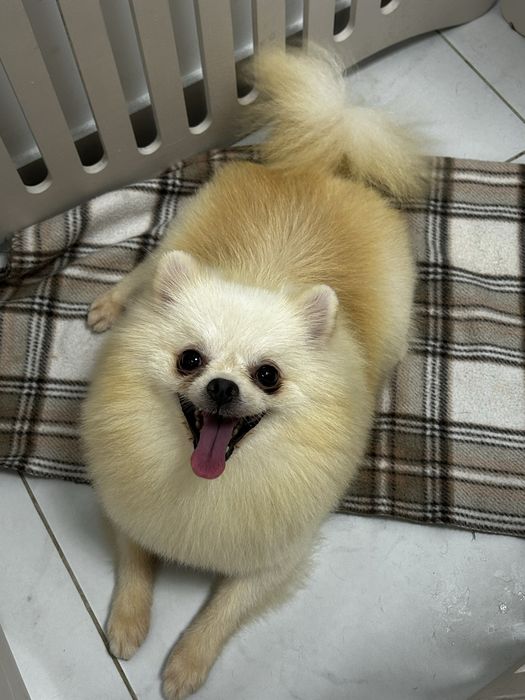 Грумінг. Стрижка собак. Шукаємо модель на грумінг.