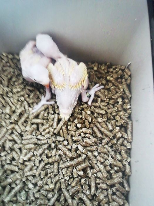 Dois ringnecks amarelos