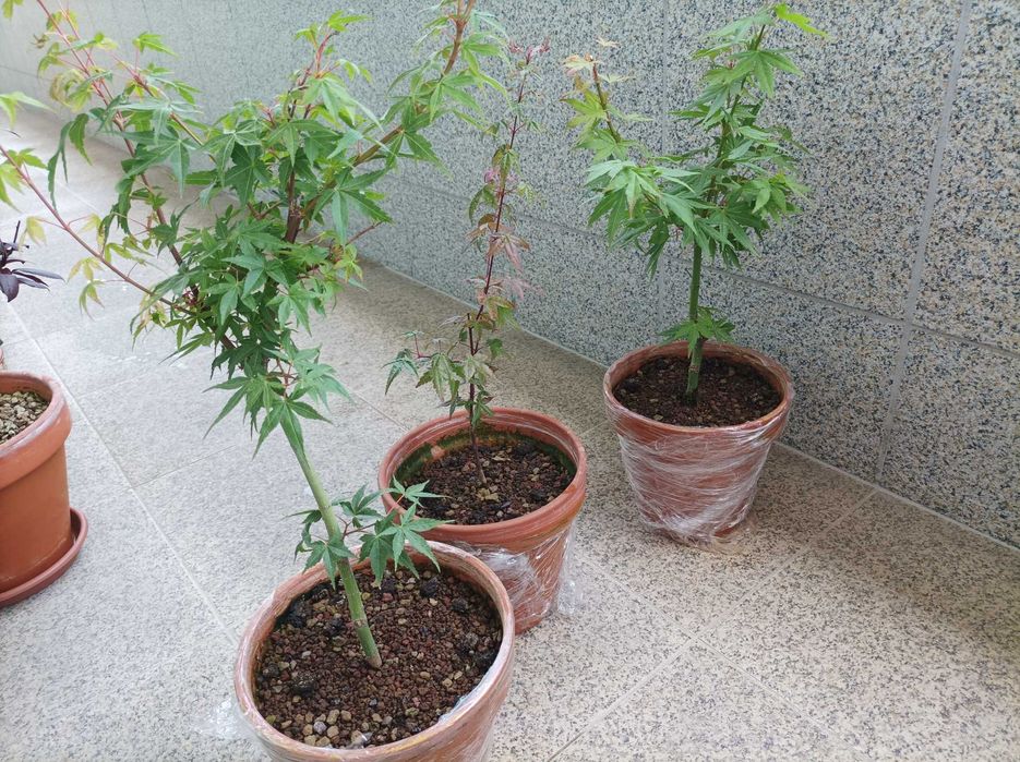 Vendo 3 Áceres - Todos 15 Eur