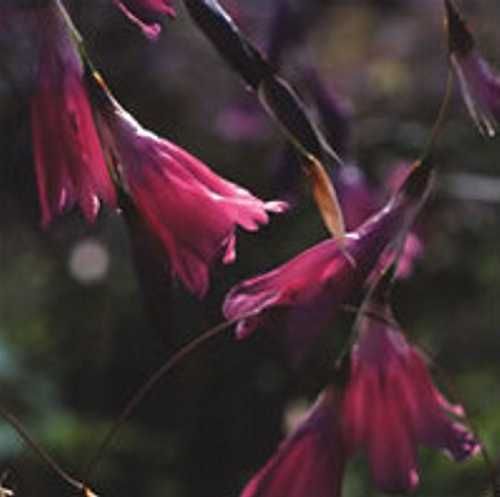 Dierama MOSSII, Anielska wędka