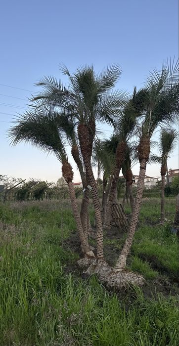 Palmeira Phoenix roebelenii - Exemplares