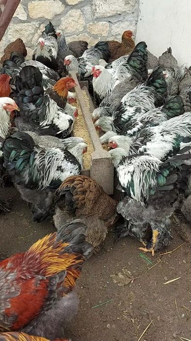 Півні темної брами