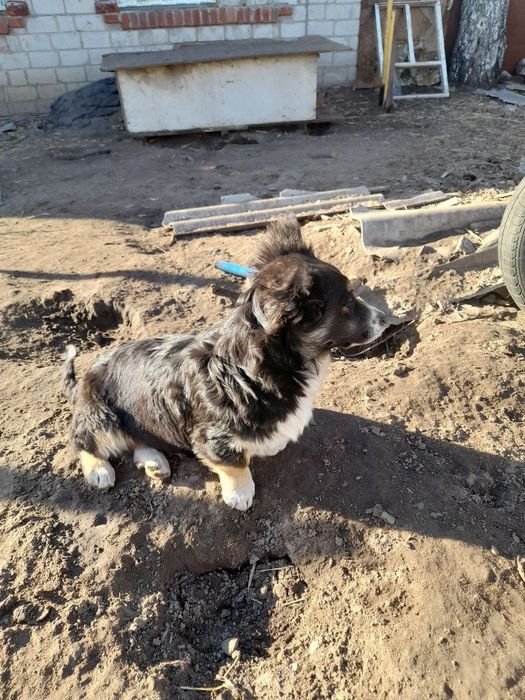 Щенки собака цуценята цуценя 6 міс