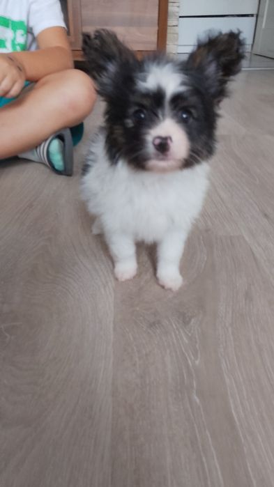 Papillon Spaniel Kontynentalny Miniaturowy