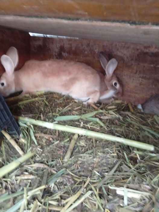 Vendo coelhos criados a comerem de tudo um pouco