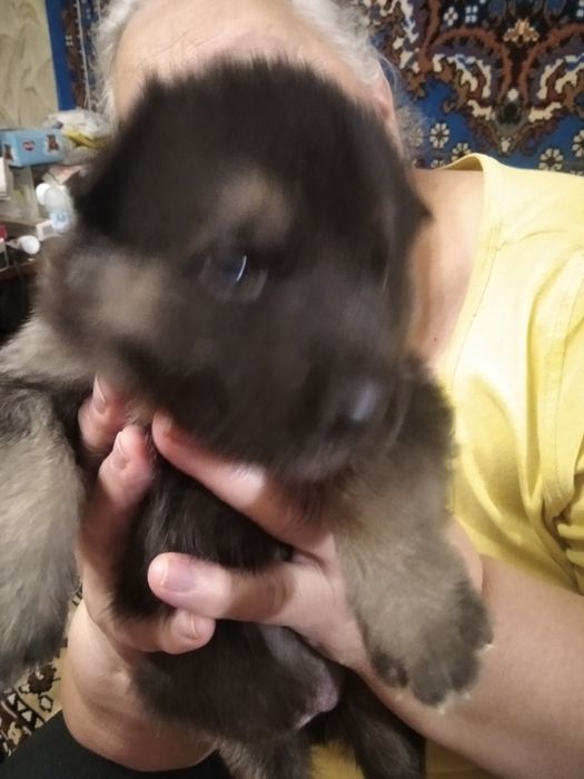 Продам щенков немецкой овчарки