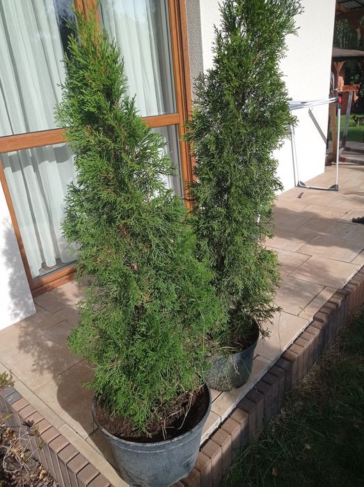 Tuja Szmaragd 100 cm