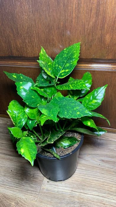 Аукуба  Японська