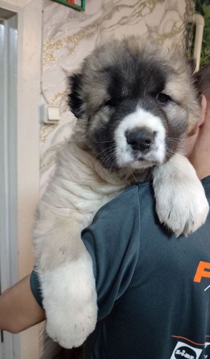 Кавказкая овчарка