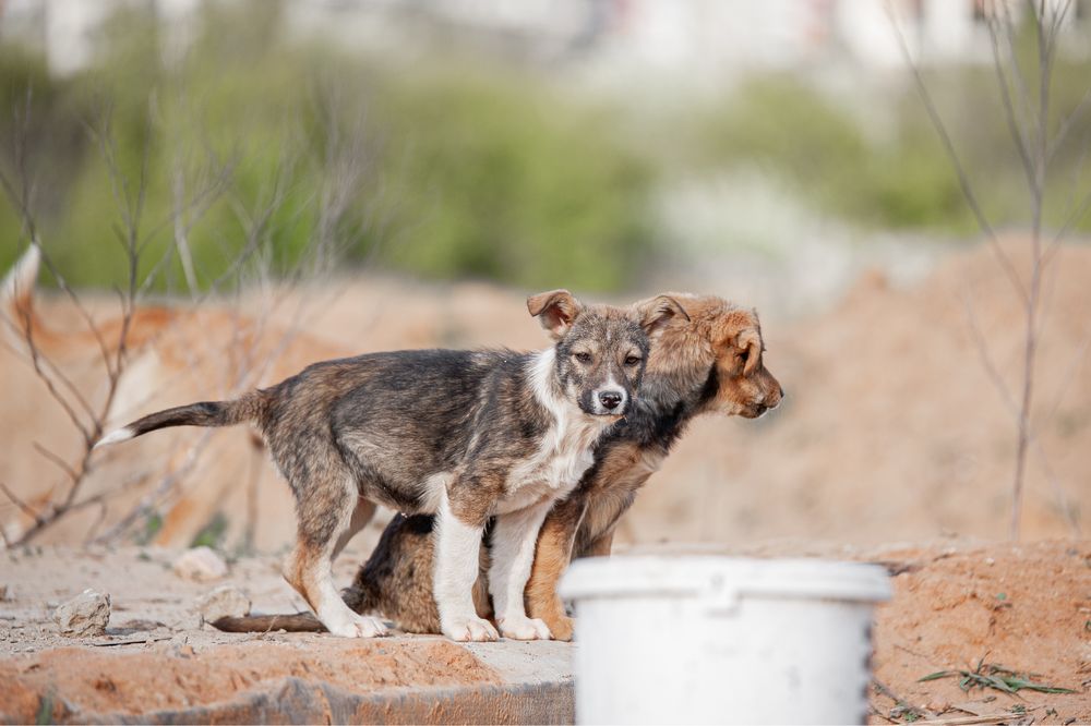 Цуцик-дівчинка шукає родину, лагідне щеня, подаруй сімʼю, врятуй життя