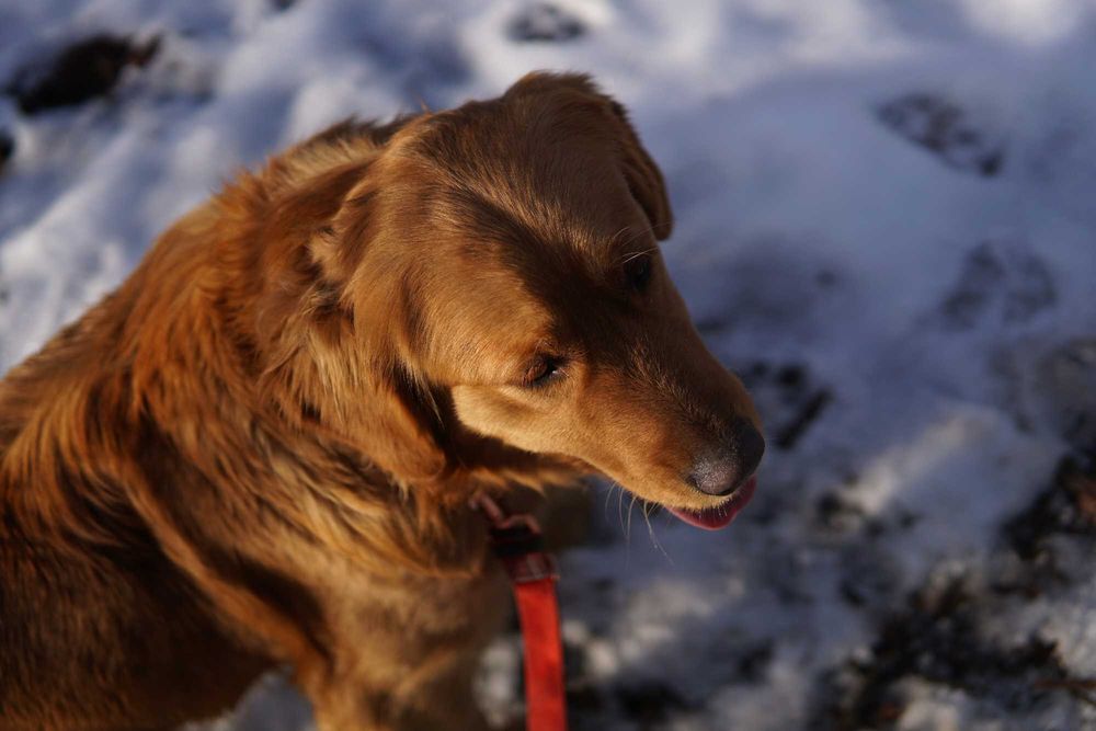 Suczka Golden Retriever