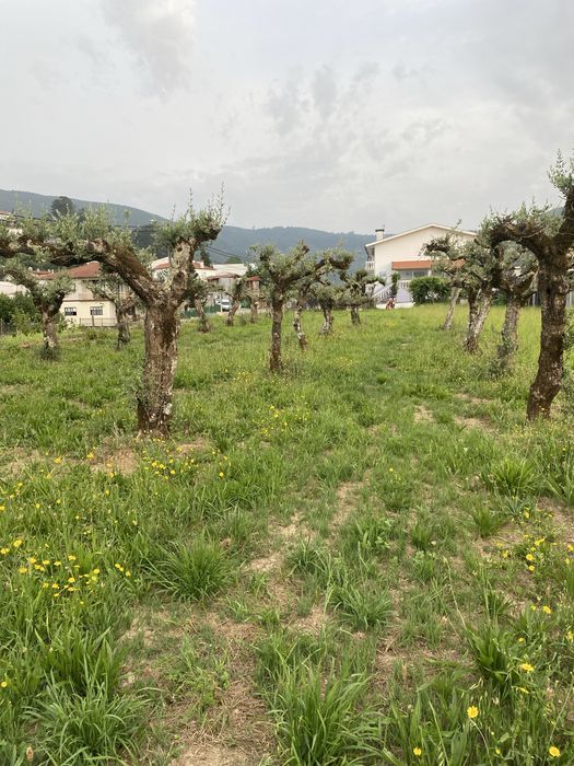 Oliveiras centenarias para jardim
