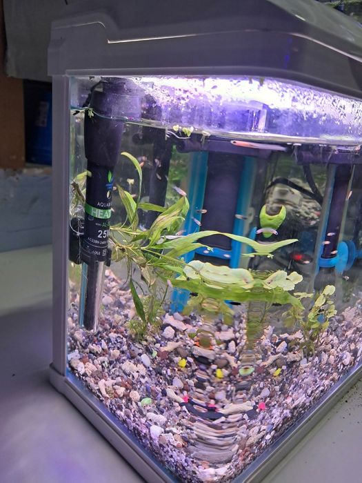 Akwarium małe lecz piękne z życiem