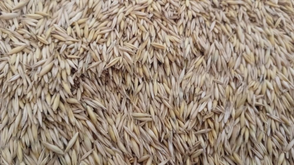 Owies   paszowy poker  i gepard