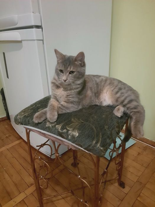 Коти в добрі руки