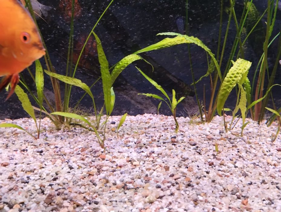 Cryptocoryne  KARBOWANA