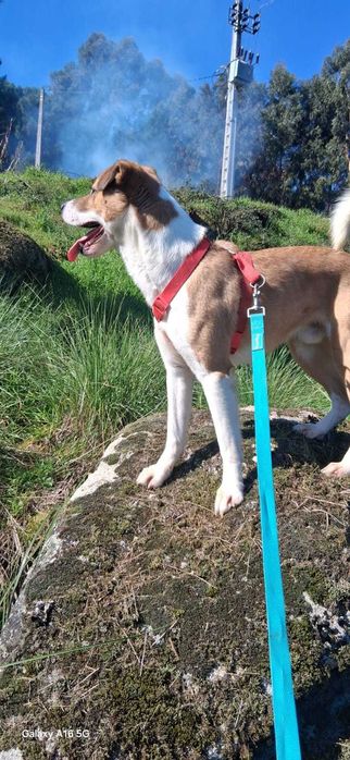 ZEUS, quer o nome, quer o cão, são bonitos; Está para adoção;
