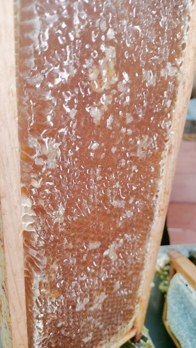 Mel de produtor *Premiação por Qualidade *