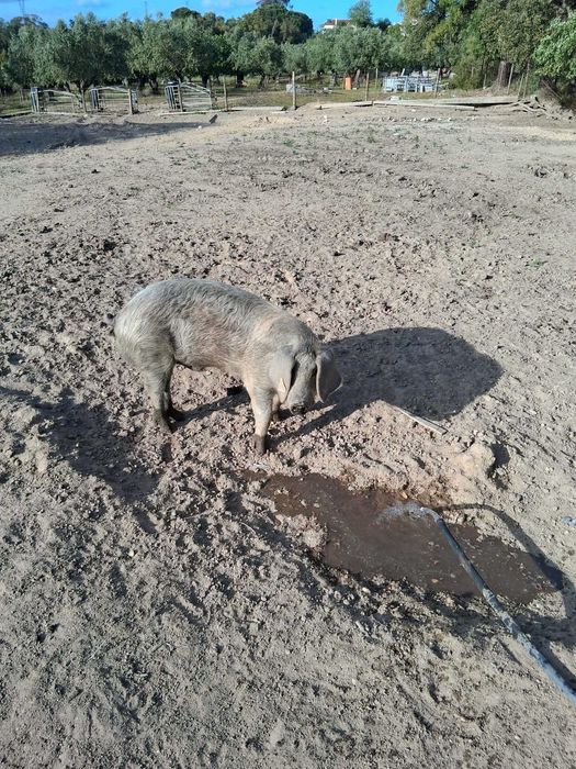porco inteiro  bisaro puro  com 6 MESES