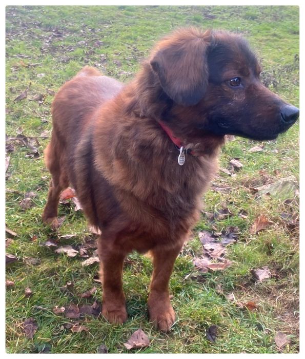 Cukier pies w typie Posokowca Bawrskiego