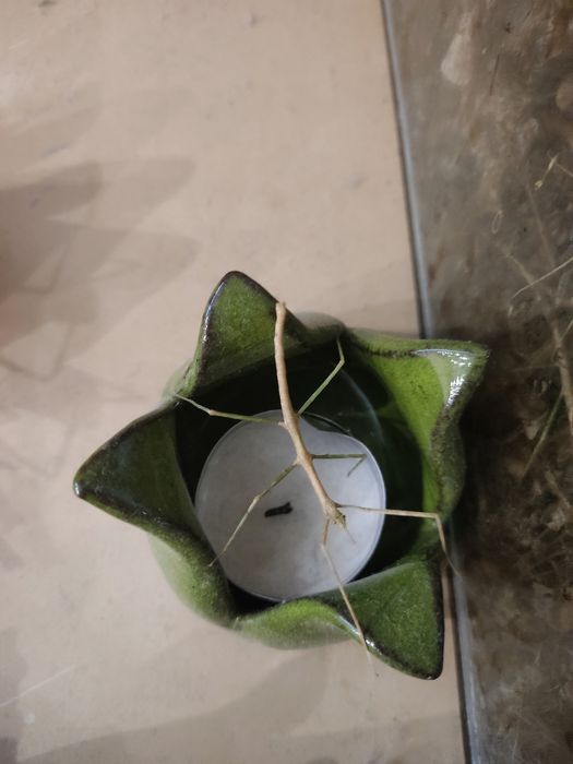 Patyczaki oddam w dobre ręce