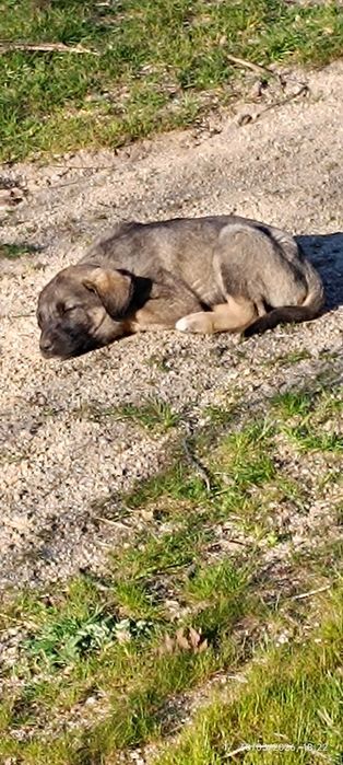 Cão da Serra da Estrela
