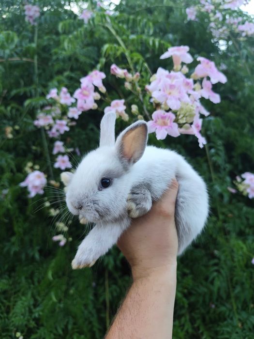 Coelhos anões bebés super meigos!