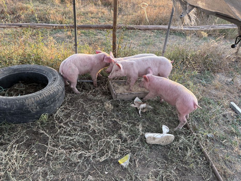 Porcas e leitões