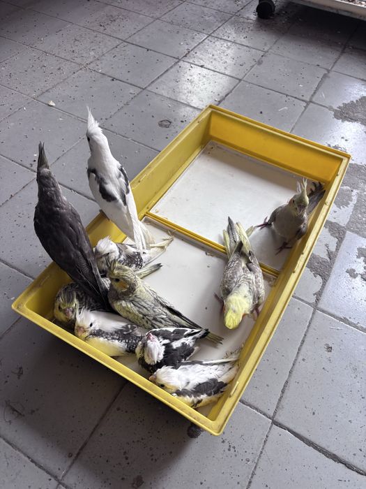 Caturras bebes, criadas à mão