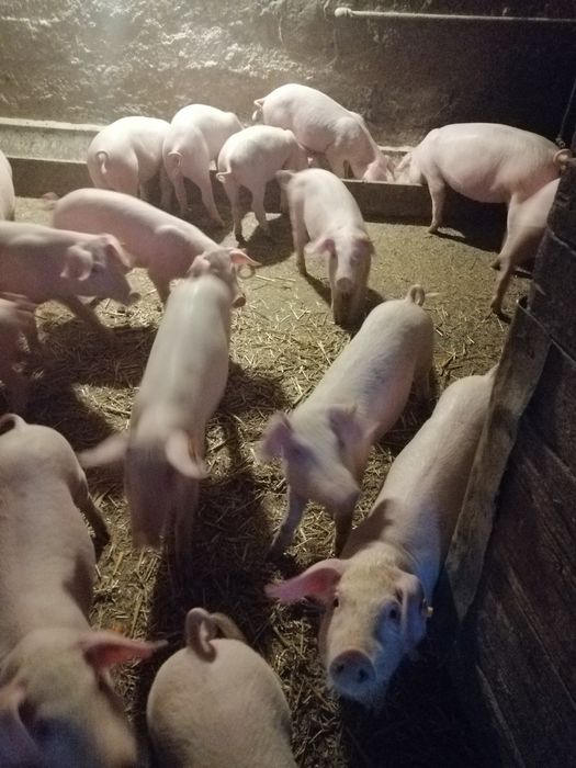 Prosięta PBZ. Sprzedam.