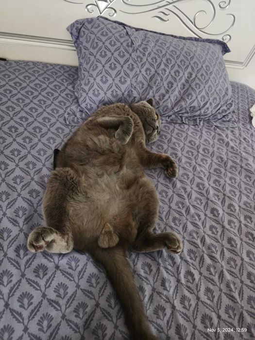 Досвідчений шотландський кіт шукає наречену