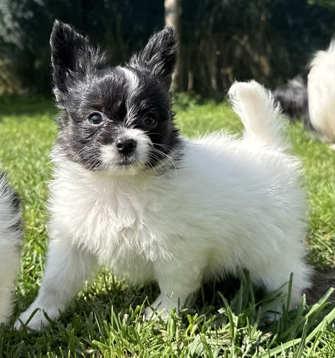 Papillon spaniel miniaturowy pies ZKwP FCI