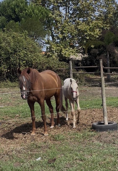 Reprodutora  lusitana 7 anos