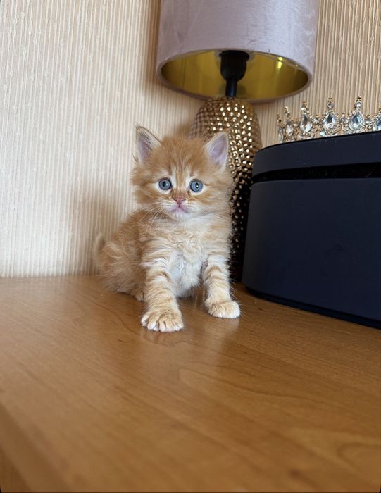 Сибирская очаровашка!)