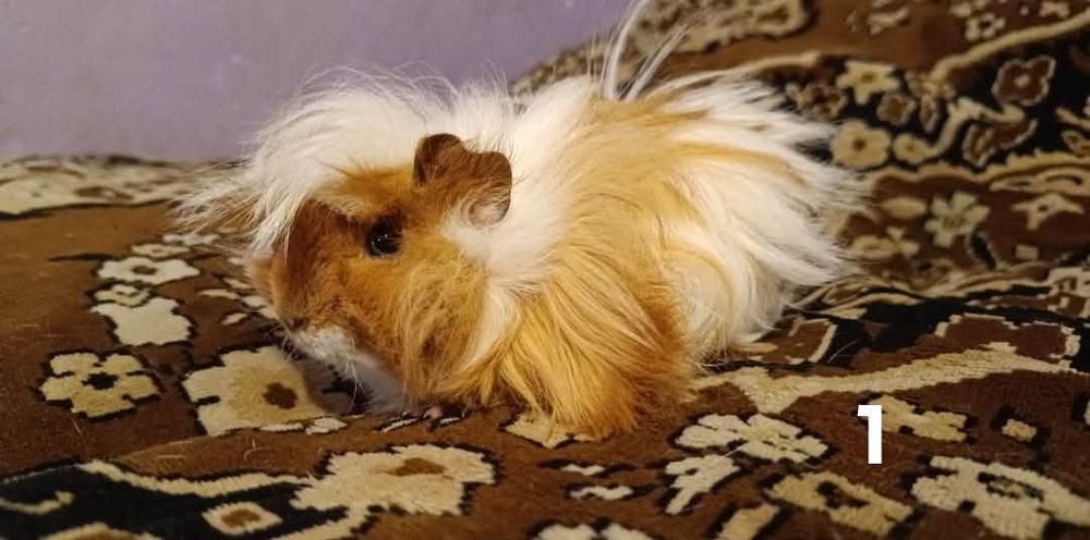 Świnki morskie długo wlose