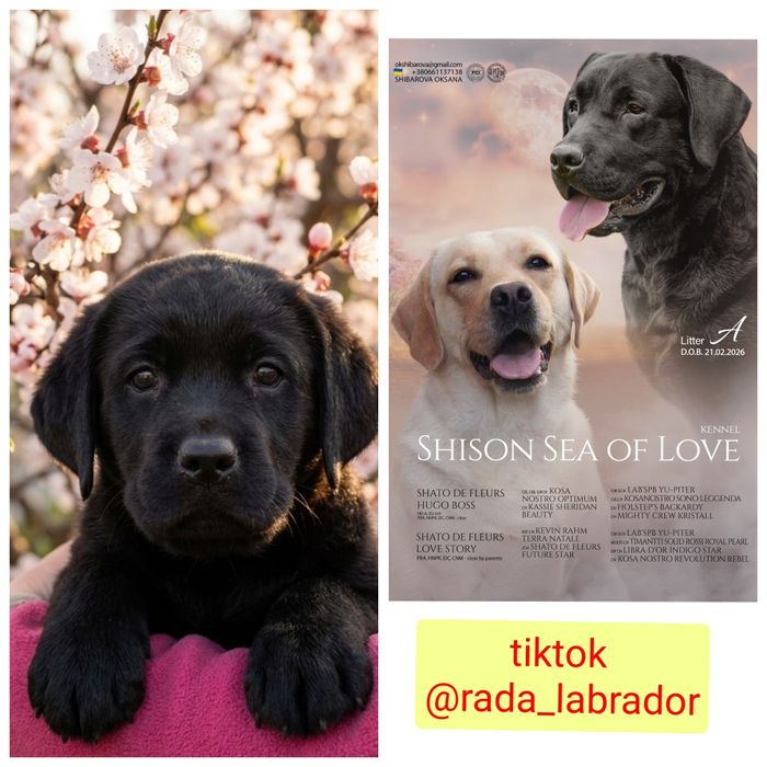 цуценята лабрадора