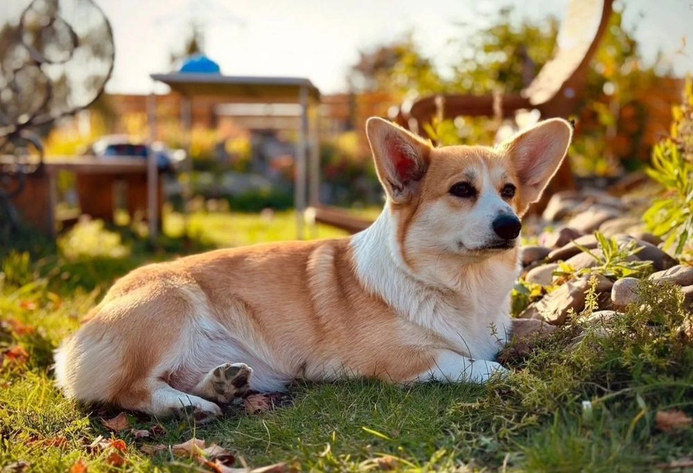 Милые щеночки Корги. Питомник