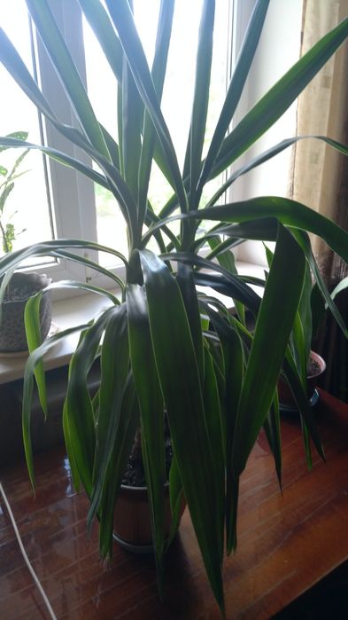 Продам цветок юкку