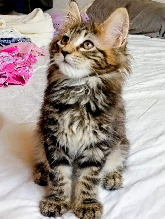 Última gatinha tabby