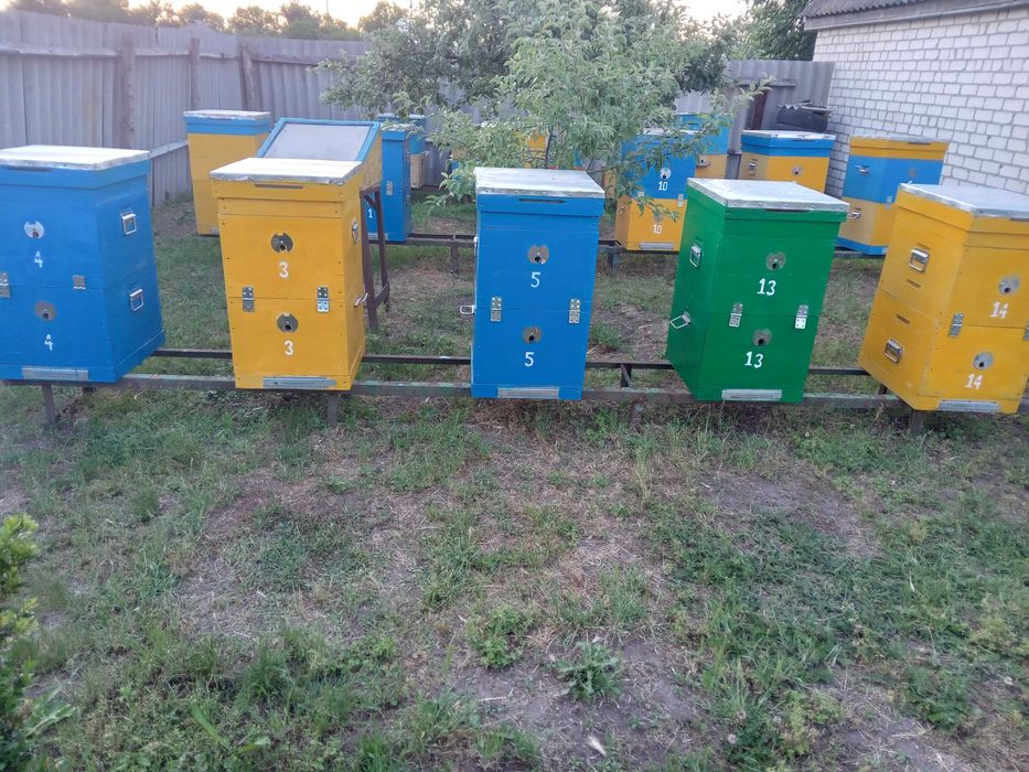 Продаються 12 вуликів двохкорпусних 10-рамочних Дадани